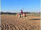 2019 APHA Mare