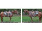 Finished HeadHeel Gelding