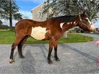 Great trail or lesson horse!