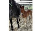 Weanling Colts