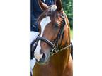 Pretty Mare for Sale