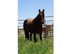 Excellent Broodmare