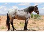 Amazing Blue Roan Draftcross