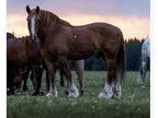 Beginner safe trail horse