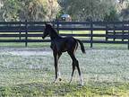 2022 Asgard's Ibiza Foal