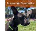 Adopt Bella a Pit Bull Terrier, Hound
