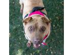 Adopt Sheba a Shar-Pei, Mixed Breed