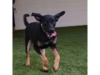 Adopt Maggie a Black Mouth Cur