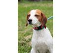 Adopt Mabel a Beagle, Mixed Breed