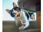 Adopt Tiki a Domestic Short Hair