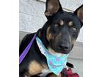 Adopt Donna* (HW-) SPONSORED ADOPTION FEE a German Shepherd Dog