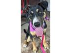 Adopt Jean* SPONSORED ADOPTION FEE a German Shepherd Dog, Pit Bull Terrier