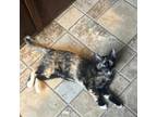 Adopt Cali a American Shorthair
