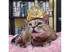 Adopt Ainsley a Domestic Short Hair