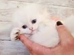 Scottish Fold Longhaired Baby Face Kitten