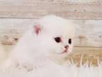 British Shorthair Kitten