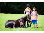 Well Trained Friesian Morgan Crossbred Gelding, Rides and Drives, Tricks