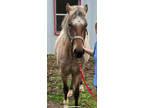Gelding for sale