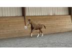 Qredible (Qredit X Westporte) 2023 Westfalen Gelding