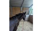 DENVER, yearling potential plus