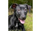 Adopt Paige (Available through Foster Care) a Black Mouth Cur, Retriever
