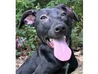 Adopt Presley (Available through Foster Care) a Black Mouth Cur, Retriever