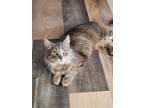 Adopt Lilac a Domestic Short Hair
