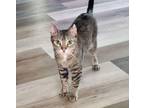 Adopt Callie a Domestic Short Hair