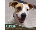Adopt Little girl a Boxer