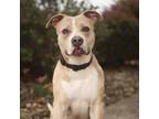 Adopt Kalani a Pit Bull Terrier, Hound