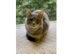 Adopt Tamale' a Domestic Short Hair