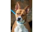 Adopt Fubar a Basenji, Beagle