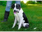Adopt Betty a Plott Hound