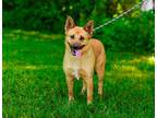 Adopt Sandy a Carolina Dog