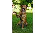 Adopt Sienna a Mountain Cur