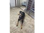 Adopt Tilly a Doberman Pinscher