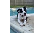 Adopt Patience a Pointer, Mixed Breed