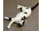 Adopt Mosaic a Domestic Short Hair, American Shorthair