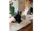 Adopt Kahlani a Labrador Retriever