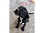 Adopt Liliko a Labrador Retriever