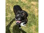 Adopt Little Bit a Mixed Breed