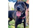 Adopt Kyra a Labrador Retriever, Shar-Pei