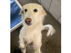 Adopt Hannah a Cattle Dog, Australian Shepherd