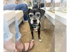 Puggle DOG FOR ADOPTION RGADN-1088826 - Stewie - Pug / Beagle / Mixed (short