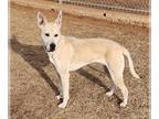 American Pit Bull Terrier-German Shepherd Dog Mix DOG FOR ADOPTION RGADN-1088950