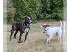 Catahoula Leopard Dog Mix DOG FOR ADOPTION RGADN-1090615 - JANE CHALLIS -