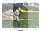 Catahoula Leopard Dog-Siberian Husky Mix DOG FOR ADOPTION RGADN-1091173 - Kacy -