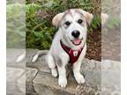 Alaskan Malamute Mix DOG FOR ADOPTION RGADN-1093419 - Robin D5205 (Gnoki) -