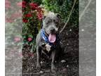 American Staffordshire Terrier Mix DOG FOR ADOPTION RGADN-1093460 - Rayne -