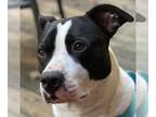 Boxer DOG FOR ADOPTION RGADN-1095592 - Garrett- FOSTER NEEDED - Boxer / Pit Bull